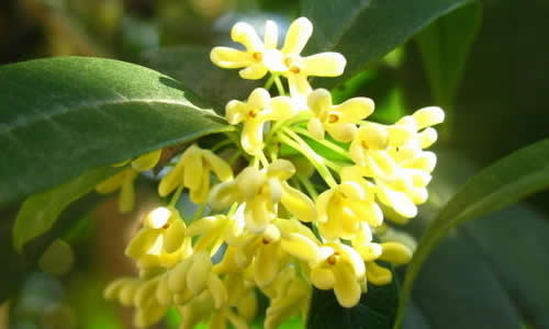 我最喜欢的桂花树