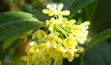 我喜爱的桂花树