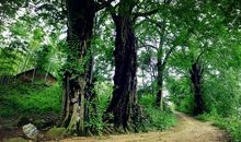 一沁书香波澜不惊——读《我们一起走，迪克》有感