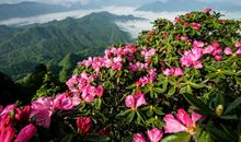 又是故乡花开时