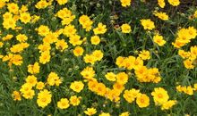 我最喜爱的野菊花