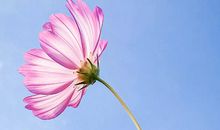 格桑花真让我着迷