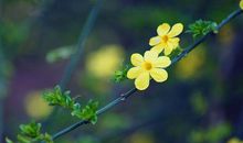 一枝一叶一世界