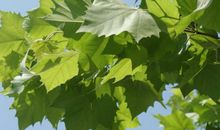 我爱校园的梧桐树