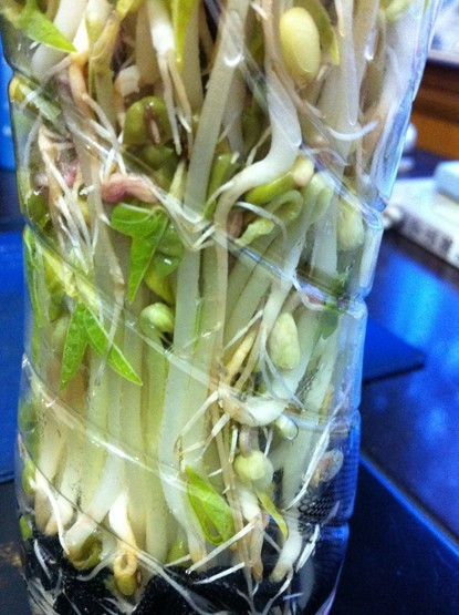 绿豆芽观察日记5天