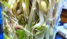 绿豆芽观察日记5天