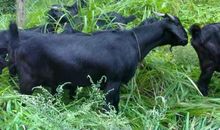 奶奶家的黑山羊