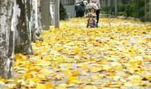 关于落叶的作文