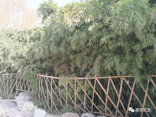 大明湖环保提案