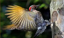 啄木鸟开森林超市