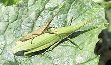 我和蝗虫的不解之缘