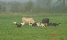 《不会叫的狗》续写