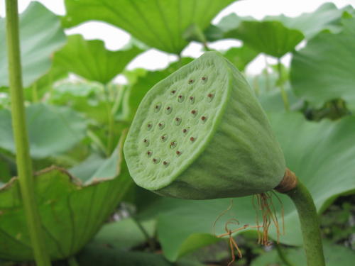 莲花