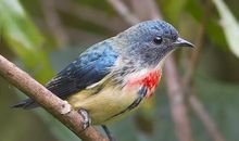 我变成了一只鸟