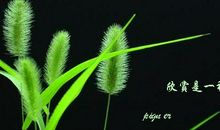 那天，我学会了欣赏