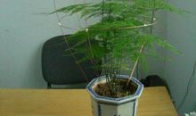 珍惜那一盆“文竹”