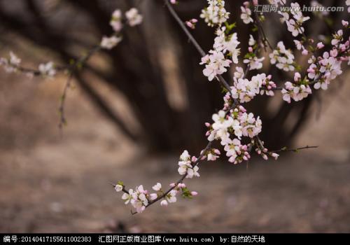 我的植物朋友桃花