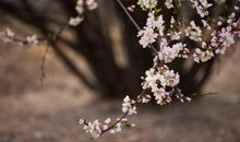 我的植物朋友桃花