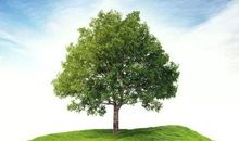 棵棵小树暖人心