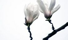 盛开在心田的微笑