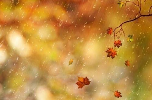 又是秋雨的一年