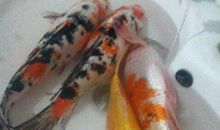 我的六条金鱼朋友