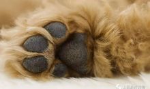 不会叫的狗续写第三种结局300字