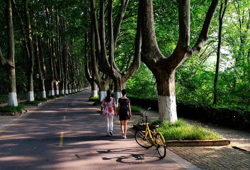 我是一棵梧桐树