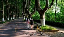 我是一棵梧桐树