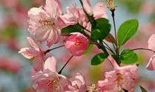 开在心中的花写友谊