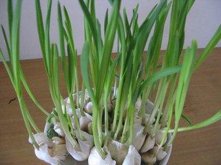 大蒜观察生长日记