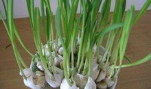 大蒜观察生长日记