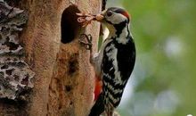 小公主和啄木鸟