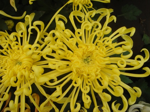 秋菊