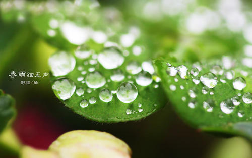 第一次春雨