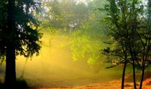 假如我是一片森林