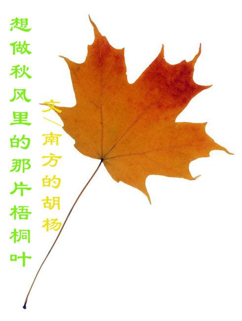 当我遇到那片叶子时