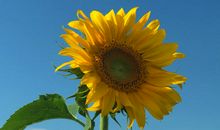 向日葵没有流泪