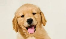 从狗得到的启示