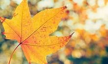 我只是一片落叶