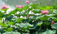 美丽的夏天优秀作文