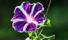 让爱绽放，人间天堂