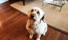 续写不会叫的狗