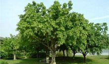 美丽的大叶榕树