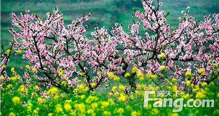 桃花春的春季郊游