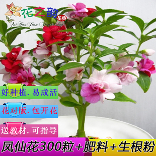 凤仙花的小秘密