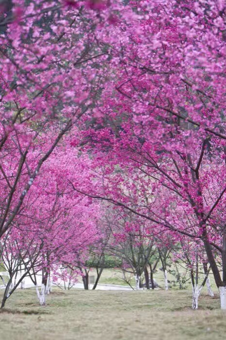 一路愿景，一路成长
