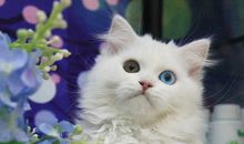 我喜欢的宠物小猫