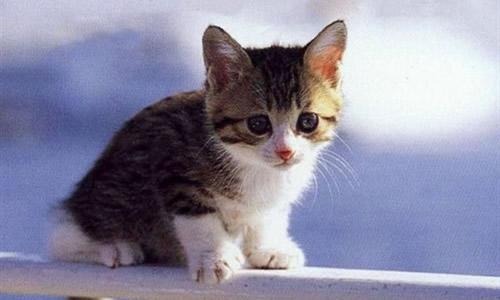 关于我和小猫的有趣的事情
