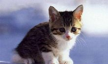 我和小猫的趣事